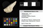Foto (Objekt + Etiketten) von ? Goniodromites sp. 